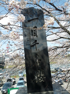 sakura03.jpg