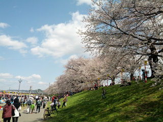 sakura04.jpg