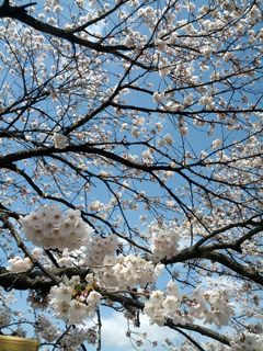 sakura07.jpg
