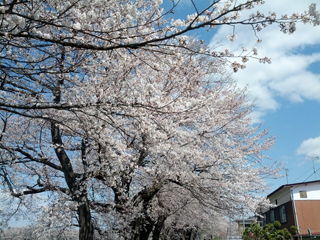 sakura08.jpg
