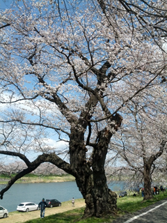 sakura09.jpg