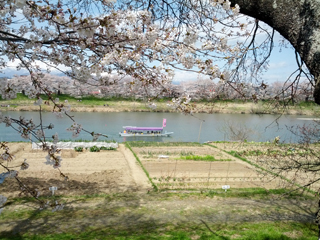 sakura11.jpg