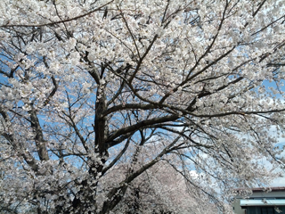 sakura12.jpg