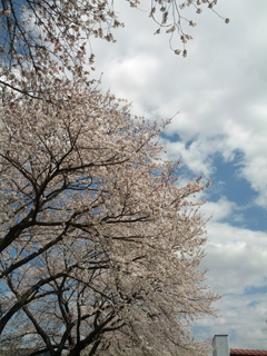 sakura13.jpg