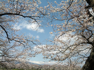 sakura14.jpg