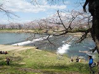 sakura16.jpg