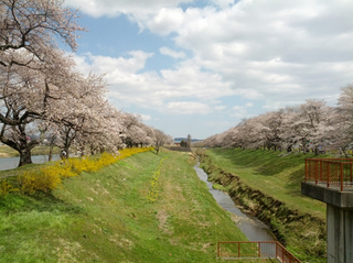sakura19.jpg