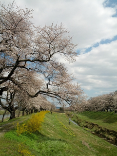 sakura20.jpg