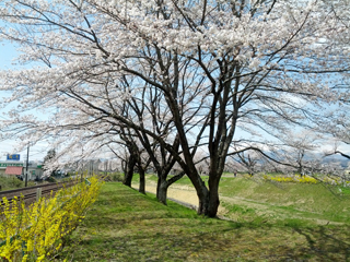 sakura21.jpg