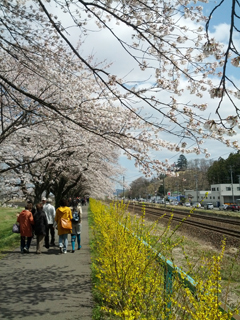 sakura22.jpg