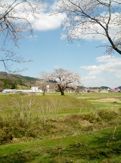 sakura23.jpg