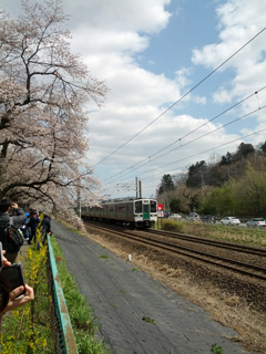 sakura25.jpg