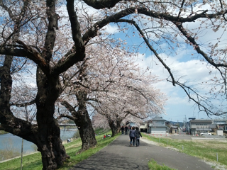 sakura28.jpg