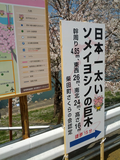 sakura30.jpg